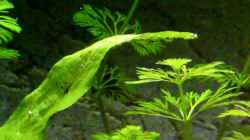 Pflanzen im Aquarium Becken 16462