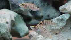 Besatz im Aquarium Altolamprologus Gombe red Tanganjika