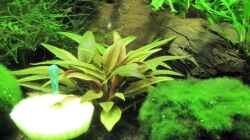 Pflanzen im Aquarium Meine erstes Garnelenbecken (wurde aufgelöst)