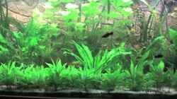 Pflanzen im Aquarium Görlitzer Wasser
