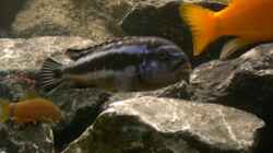Melanochromis maingano,  Bock
