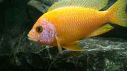 Aulonocara Firefish 
