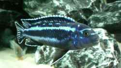 Melanochromis maingano  