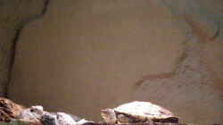 Schildkröte aus Nordamerika (Originalfoto)