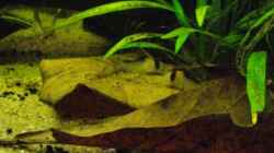 Besatz im Aquarium Blätterwald Amazoniens