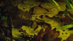 Corydoras melini und Corydoras duplicareus