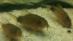 Mondfleck-Panzerwelse