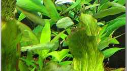 Pflanzen im Aquarium Notriopis Chrosomus nur noch als Beispiel
