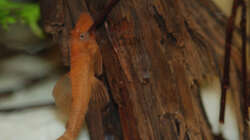 Besatz im Aquarium M. r.+A. sp.r.F.