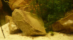 Dekoration im Aquarium M. r.+A. sp.r.F.