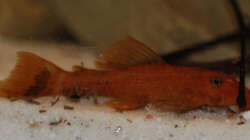 Besatz im Aquarium M. r.+A. sp.r.F.