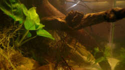 Aquarium M. r.+A. sp.r.F.