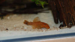 Besatz im Aquarium M. r.+A. sp.r.F.