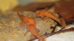 Besatz im Aquarium M. r.+A. sp.r.F.
