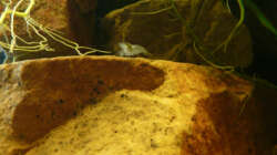 Besatz im Aquarium M. r.+A. sp.r.F.