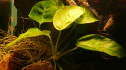 Pflanzen im Aquarium M. r.+A. sp.r.F.