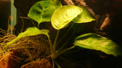 Pflanzen im Aquarium M. r.+A. sp.r.F.
