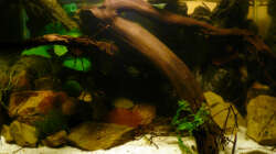 Aquarium M. r.+A. sp.r.F.
