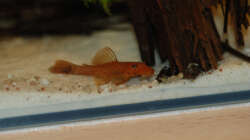 Besatz im Aquarium M. r.+A. sp.r.F.