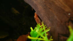 Besatz im Aquarium M. r.+A. sp.r.F.