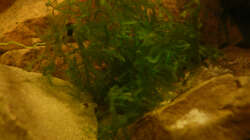Pflanzen im Aquarium M. r.+A. sp.r.F.