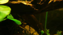Dekoration im Aquarium M. r.+A. sp.r.F.