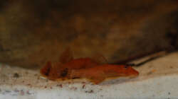 Besatz im Aquarium M. r.+A. sp.r.F.