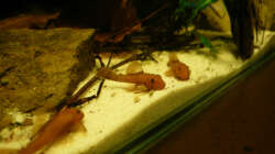 Besatz im Aquarium M. r.+A. sp.r.F.