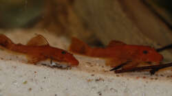 Besatz im Aquarium M. r.+A. sp.r.F.