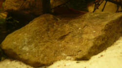 Dekoration im Aquarium M. r.+A. sp.r.F.