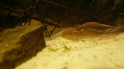 Dekoration im Aquarium M. r.+A. sp.r.F.