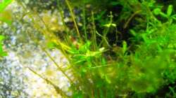 Nelen on the way...! ;-)