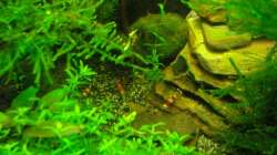 Besatz im Aquarium Nur noch Beispiel!!!