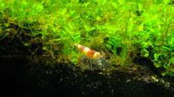 Crystal Red var. Red Bee Grade A