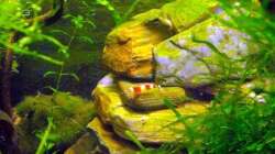 Der Mount Shrimpmoore -fehlt nur noch das Gipfelkreuz!