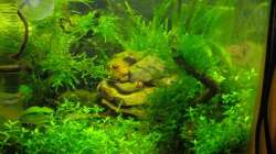 Ansicht nach rechts mit dem Mount Shripmoore