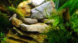 Mount Shrimpmoore -Erstbesteigung durch Nele anno 2010