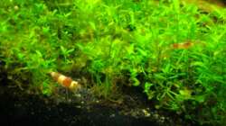 Besatz im Aquarium Nur noch Beispiel!!!