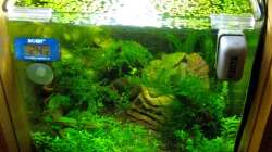 Draufsicht -die Lemnas-Decke