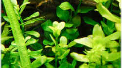 Bacopa monnieri