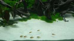 Besatz im Aquarium Parafreie 540L