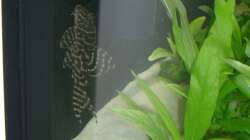 Besatz im Aquarium Parafreie 540L