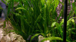 Pflanzen im Aquarium Becken 169