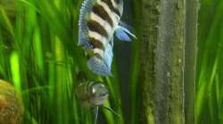 großer Bock und Weibchen (Neolamprologus tretocephalus)