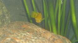 Neolamprologus leleupi