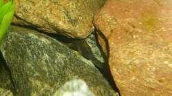 Altolamprologus compressicep in seiner Höhle