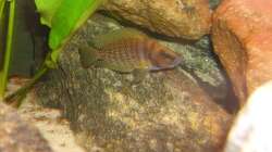 Altolamprologus compressicep (weibchen)