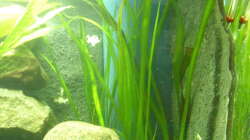 Die Vallisnerie gigantea und spiralis sollen später einmal den HMF bedecken