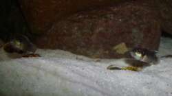 Lamprologus ocellatus 