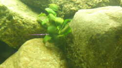 Anubias nana auf Stein